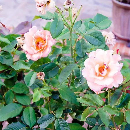 Nefeli Appartamento *