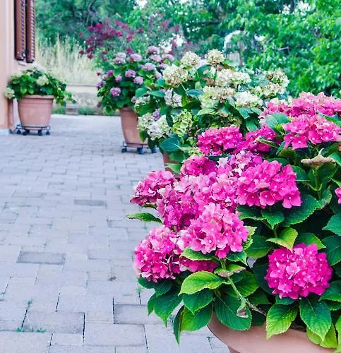 νεφέλη Λεβίδι