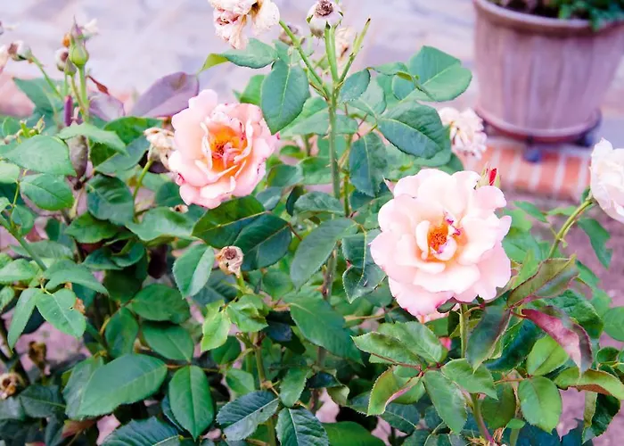 Nefeli Apartamento *